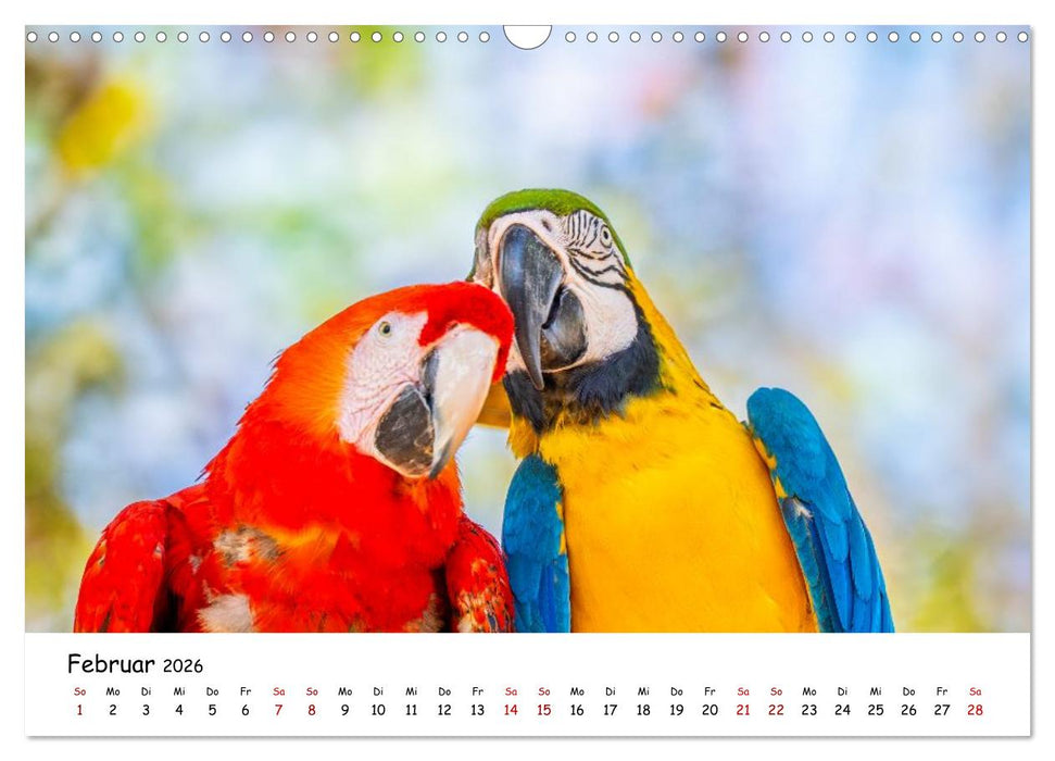 Aras und bunte Sittiche: Exotische Papageien-Porträts (CALVENDO Wandkalender 2026)