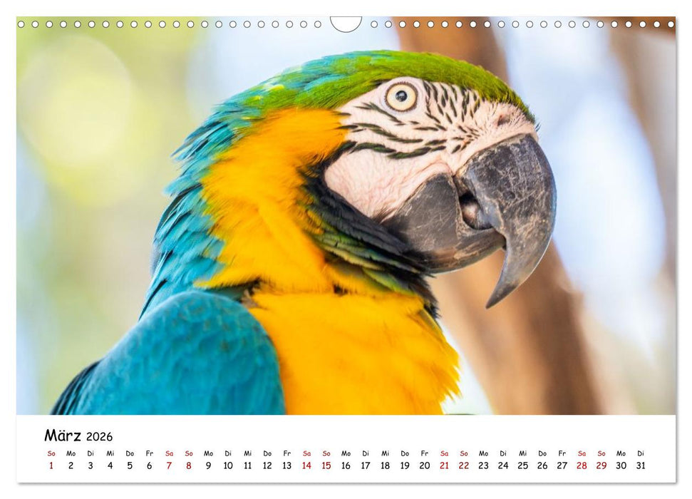 Aras und bunte Sittiche: Exotische Papageien-Porträts (CALVENDO Wandkalender 2026)