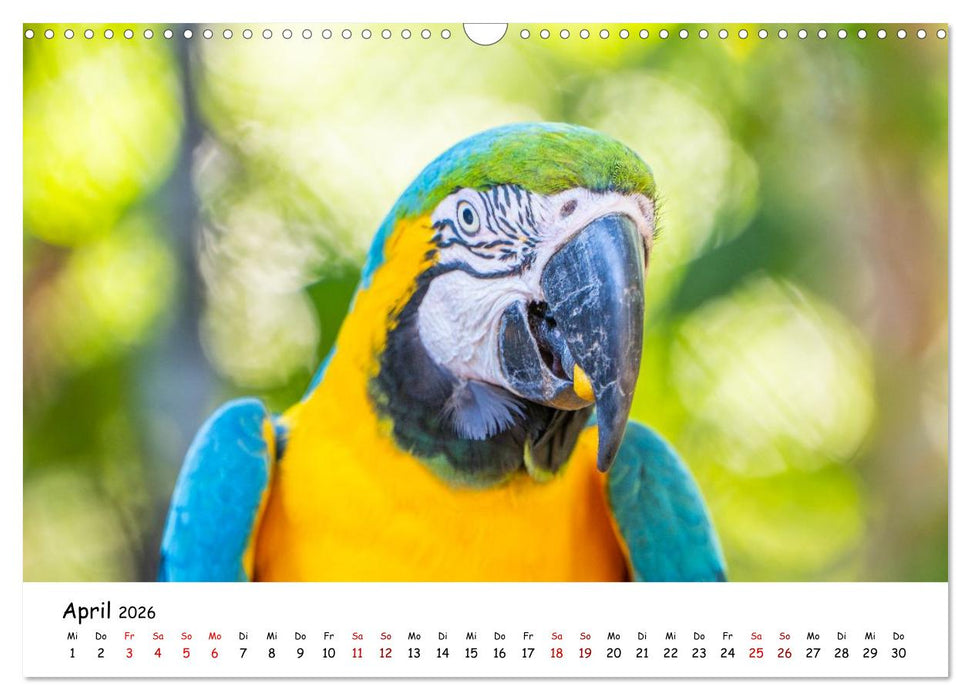Aras und bunte Sittiche: Exotische Papageien-Porträts (CALVENDO Wandkalender 2026)