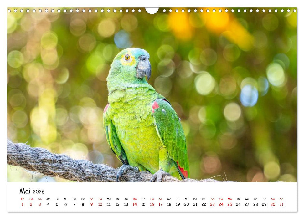 Aras und bunte Sittiche: Exotische Papageien-Porträts (CALVENDO Wandkalender 2026)