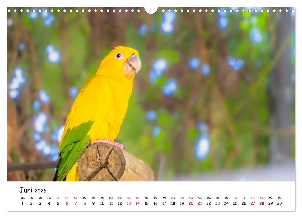 Aras und bunte Sittiche: Exotische Papageien-Porträts (CALVENDO Wandkalender 2026)