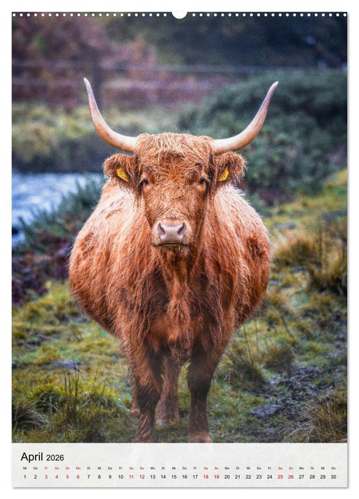 Schottland - Isle of Skye & Umgebung (CALVENDO Premium Wandkalender 2026)