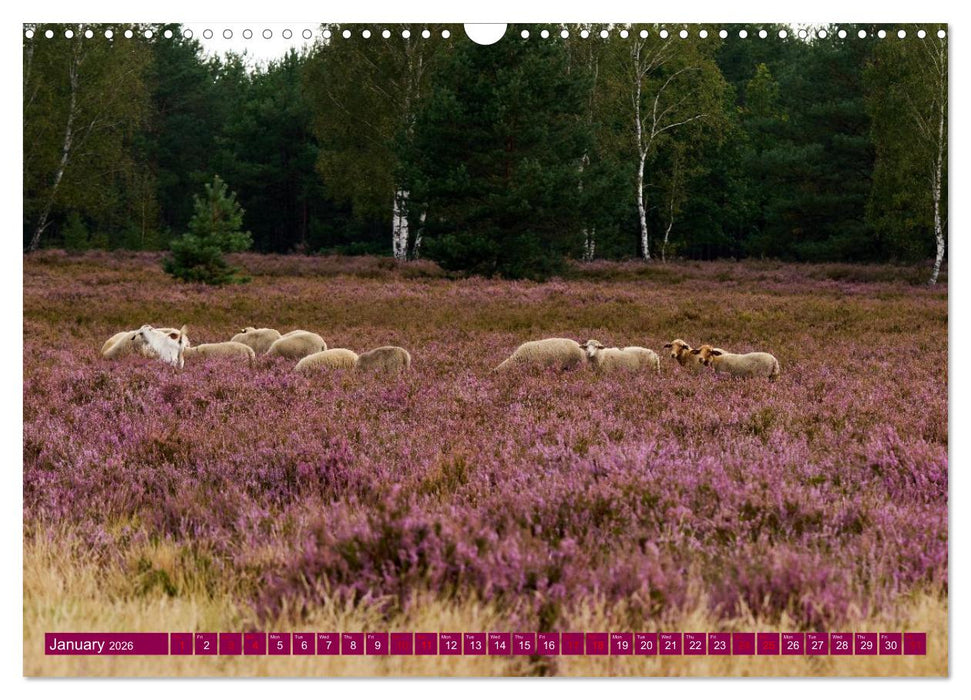 Just lovely - the power of pink heather blossom beauty (CALVENDO Monthly Calendar 2026)