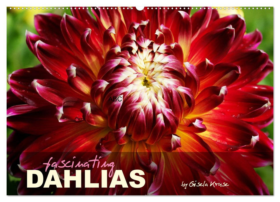 Fascinating Dahlias (CALVENDO Monthly Calendar 2026)