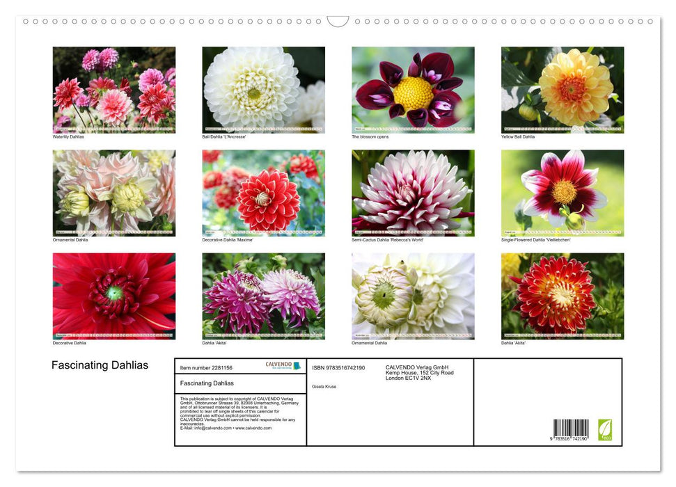 Fascinating Dahlias (CALVENDO Monthly Calendar 2026)