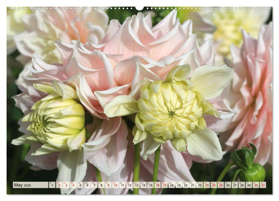 Fascinating Dahlias (CALVENDO Monthly Calendar 2026)