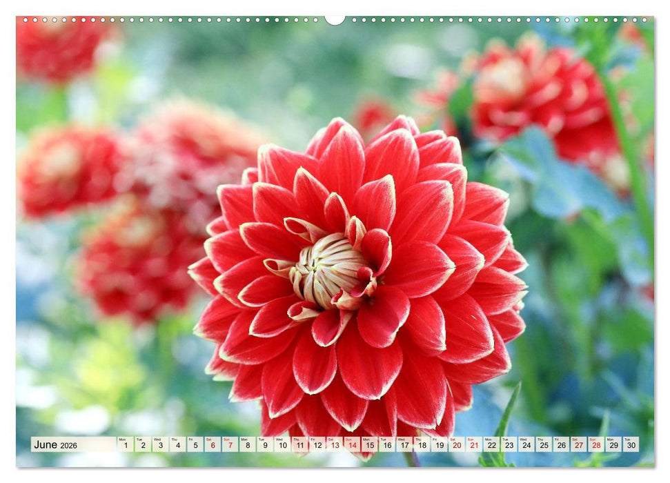 Fascinating Dahlias (CALVENDO Monthly Calendar 2026)