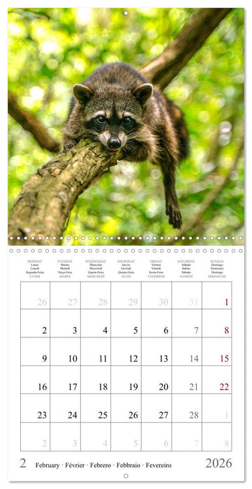 Costa Rica - The Magic of the Tropics (CALVENDO Monthly Calendar 2026)