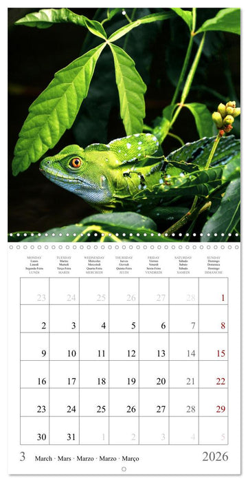 Costa Rica - The Magic of the Tropics (CALVENDO Monthly Calendar 2026)