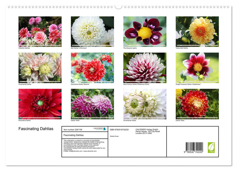 Fascinating Dahlias (CALVENDO Premium-Calendar 2026)