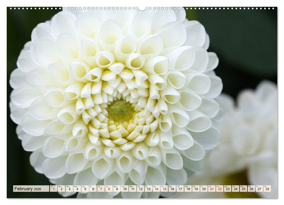 Fascinating Dahlias (CALVENDO Premium-Calendar 2026)