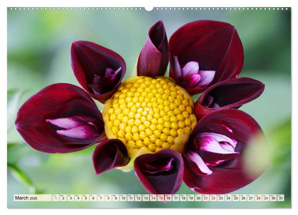 Fascinating Dahlias (CALVENDO Premium-Calendar 2026)