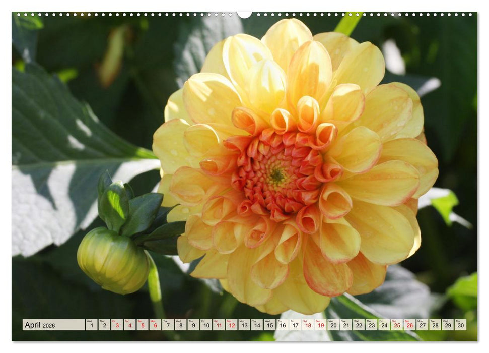 Fascinating Dahlias (CALVENDO Premium-Calendar 2026)