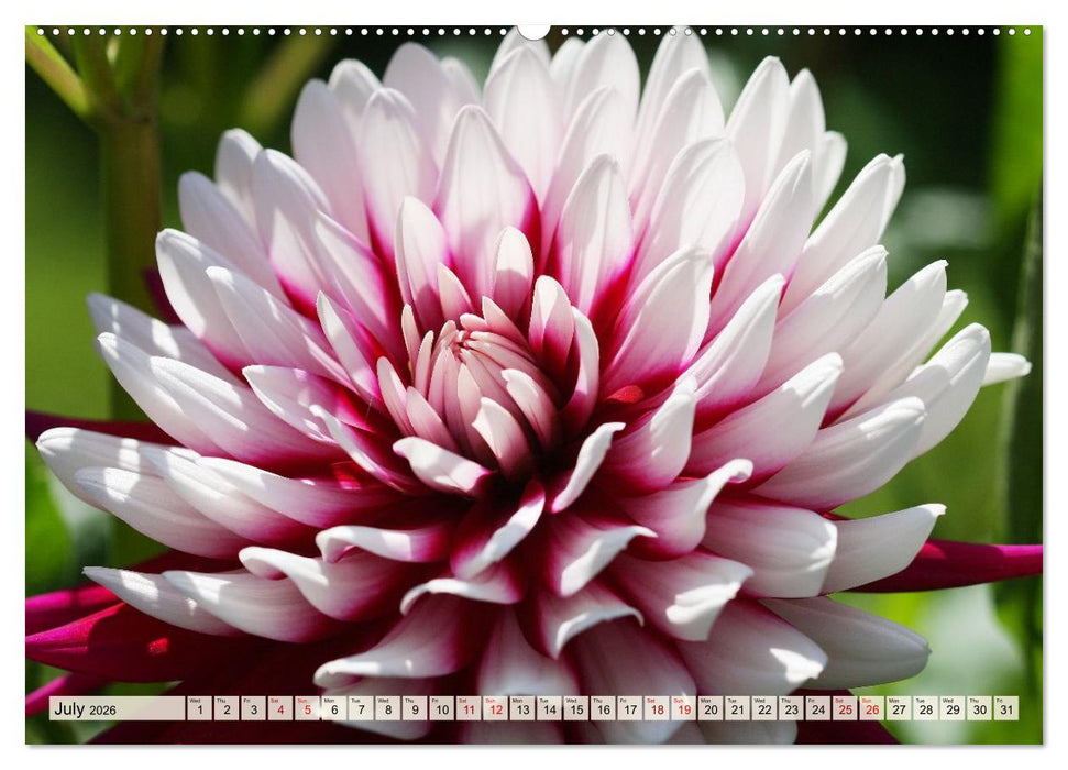 Fascinating Dahlias (CALVENDO Premium-Calendar 2026)