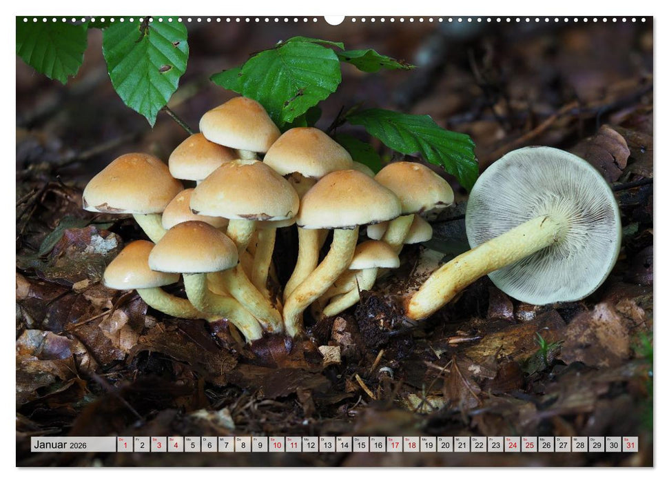 Schön, aber giftig. Giftpilze, die Sammler kennen sollten. (CALVENDO Wandkalender 2026)