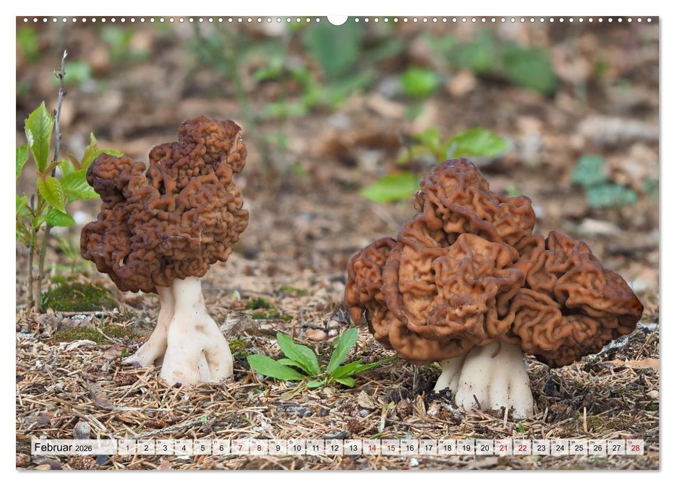 Schön, aber giftig. Giftpilze, die Sammler kennen sollten. (CALVENDO Wandkalender 2026)