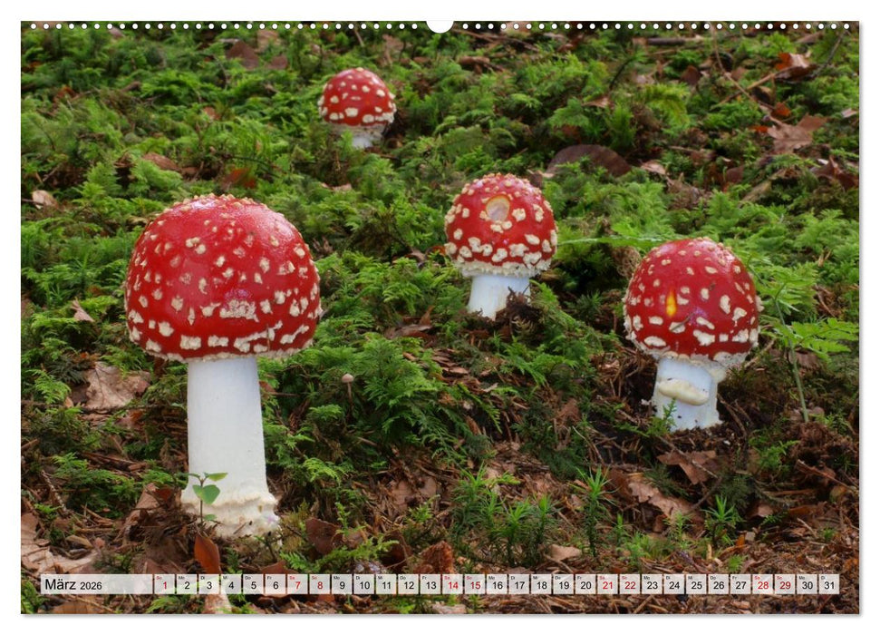 Schön, aber giftig. Giftpilze, die Sammler kennen sollten. (CALVENDO Wandkalender 2026)