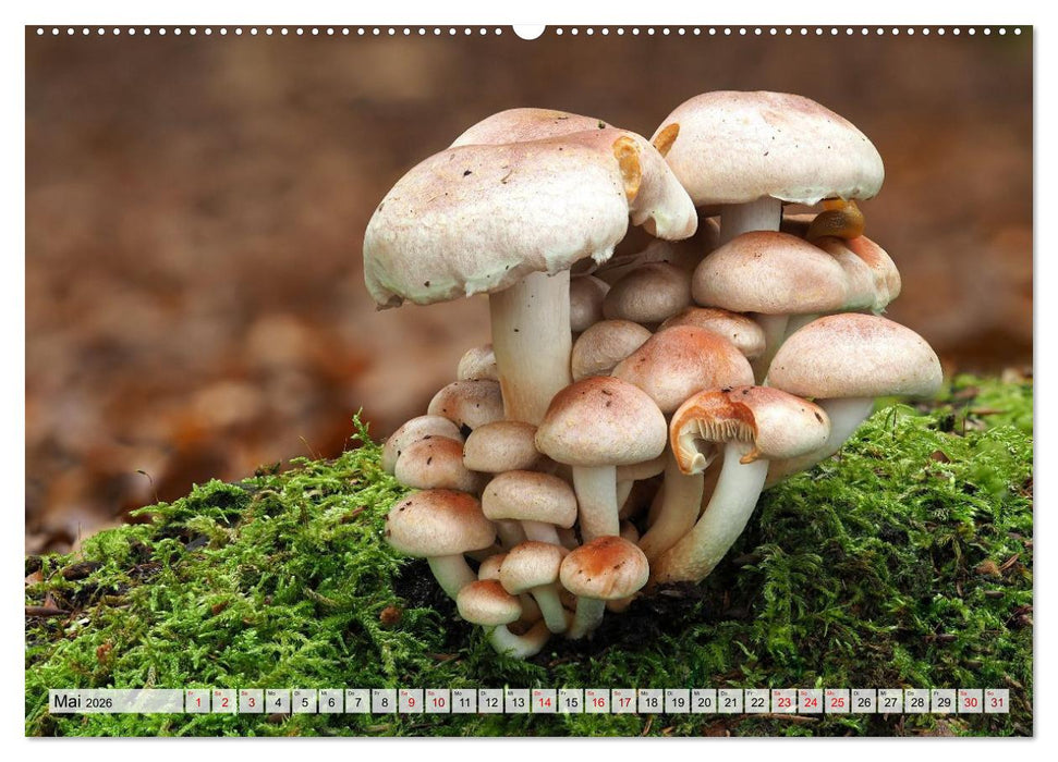 Schön, aber giftig. Giftpilze, die Sammler kennen sollten. (CALVENDO Wandkalender 2026)