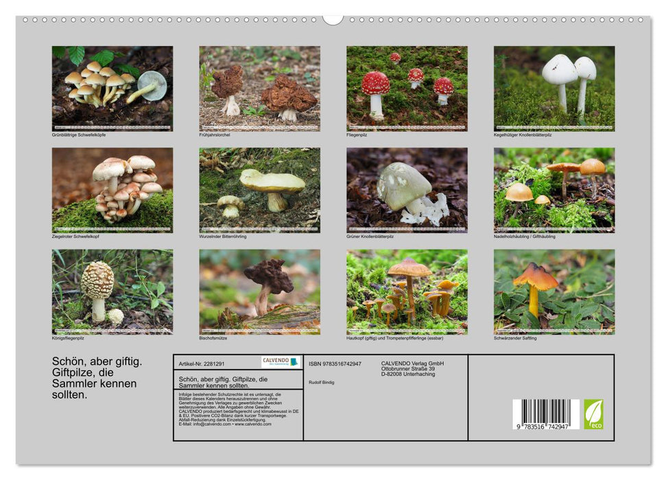 Schön, aber giftig. Giftpilze, die Sammler kennen sollten. (CALVENDO Premium Wandkalender 2026)