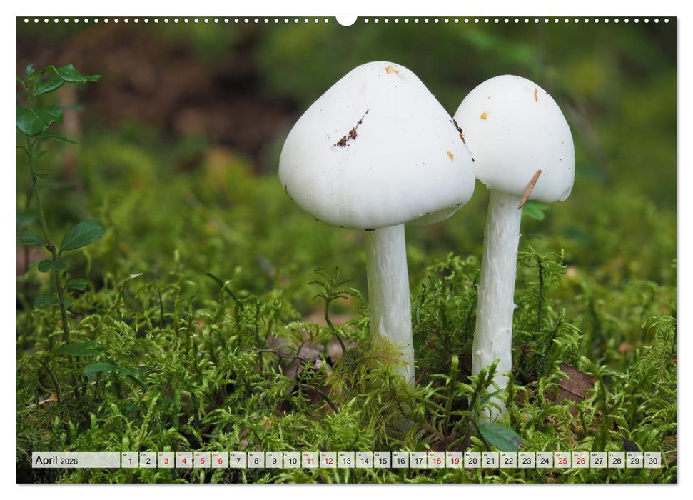Schön, aber giftig. Giftpilze, die Sammler kennen sollten. (CALVENDO Premium Wandkalender 2026)