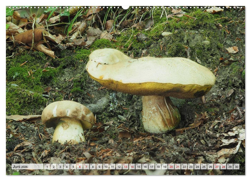 Schön, aber giftig. Giftpilze, die Sammler kennen sollten. (CALVENDO Premium Wandkalender 2026)