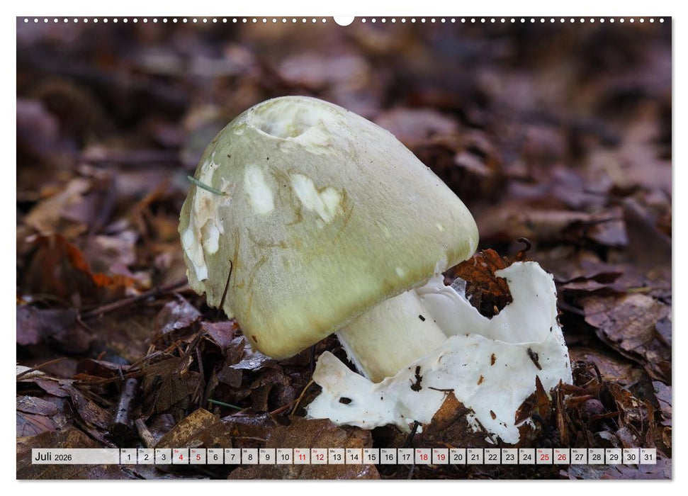 Schön, aber giftig. Giftpilze, die Sammler kennen sollten. (CALVENDO Premium Wandkalender 2026)