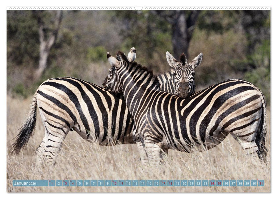 12 Schritte durch die Wildnis, Kruger Park Edition (CALVENDO Wandkalender 2026)