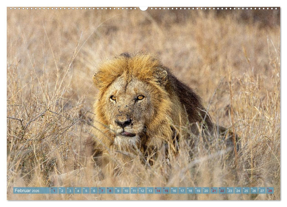 12 Schritte durch die Wildnis, Kruger Park Edition (CALVENDO Wandkalender 2026)