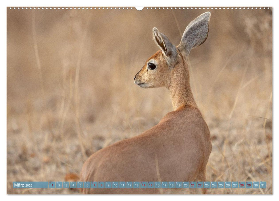 12 Schritte durch die Wildnis, Kruger Park Edition (CALVENDO Wandkalender 2026)