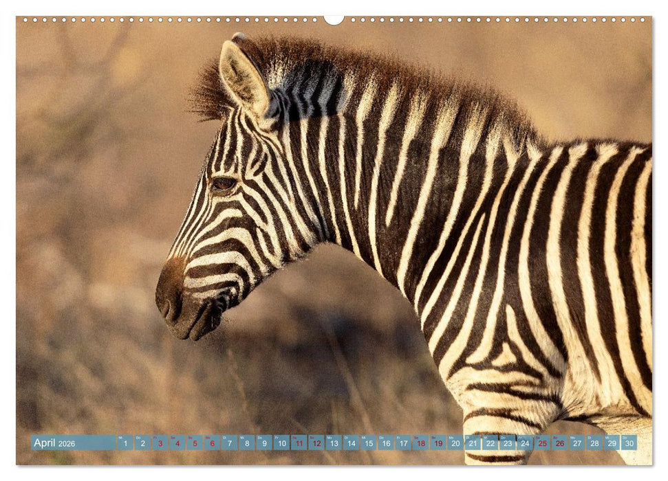 12 Schritte durch die Wildnis, Kruger Park Edition (CALVENDO Wandkalender 2026)