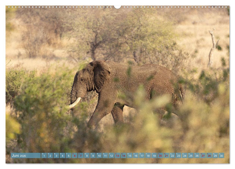 12 Schritte durch die Wildnis, Kruger Park Edition (CALVENDO Wandkalender 2026)