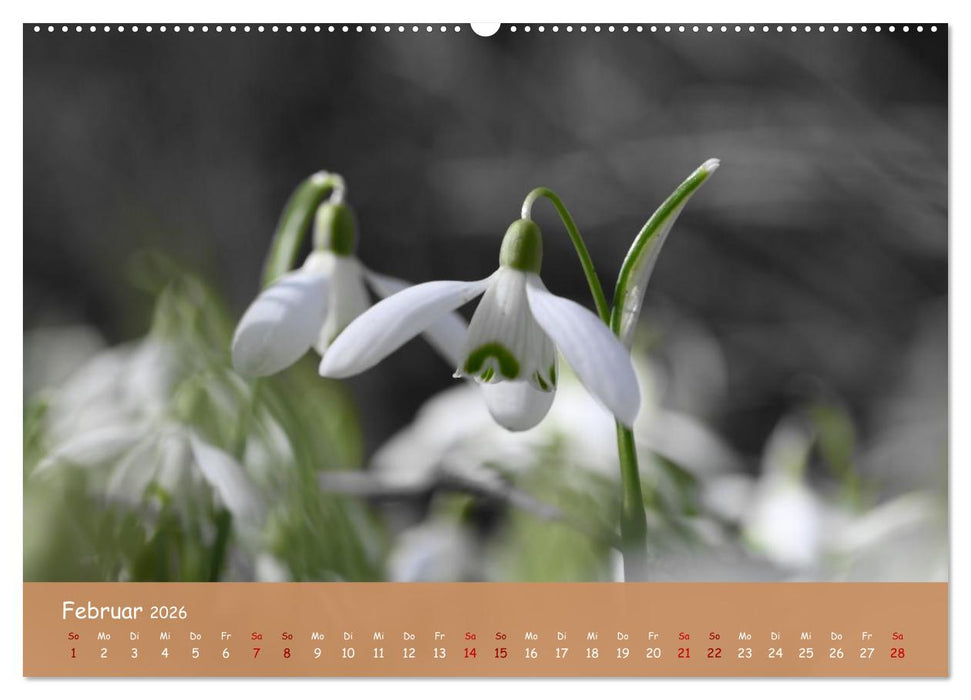 Der Zauber steckt immer im Detail (CALVENDO Wandkalender 2026)