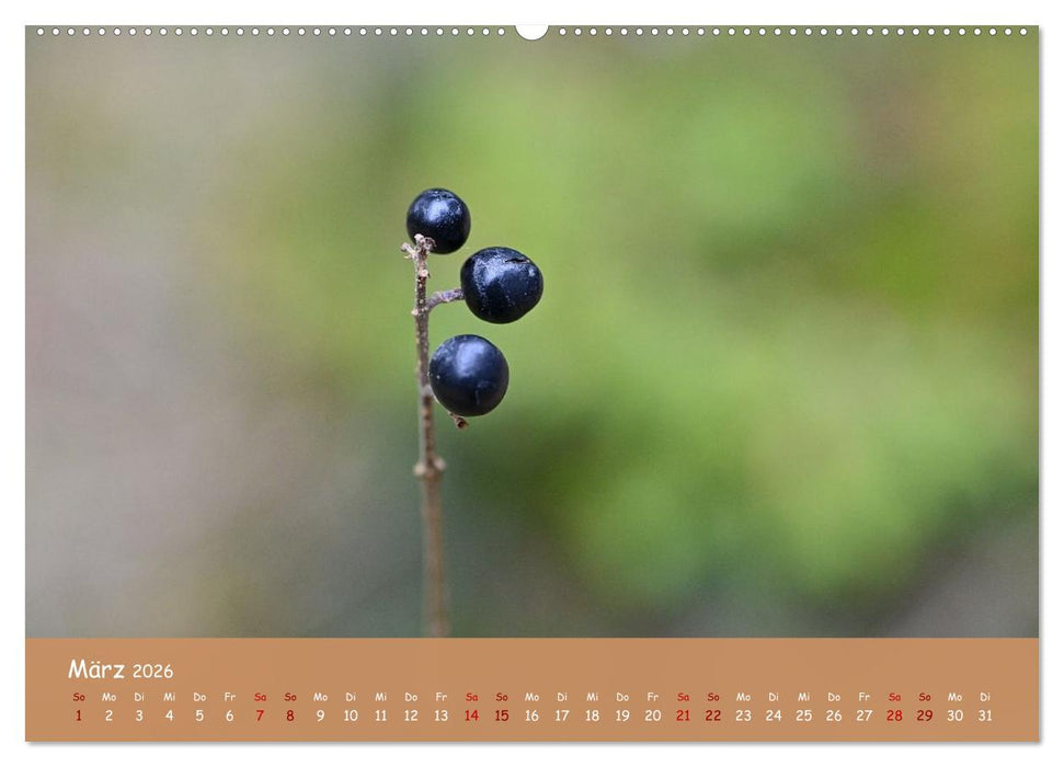 Der Zauber steckt immer im Detail (CALVENDO Wandkalender 2026)