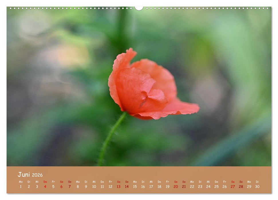 Der Zauber steckt immer im Detail (CALVENDO Wandkalender 2026)