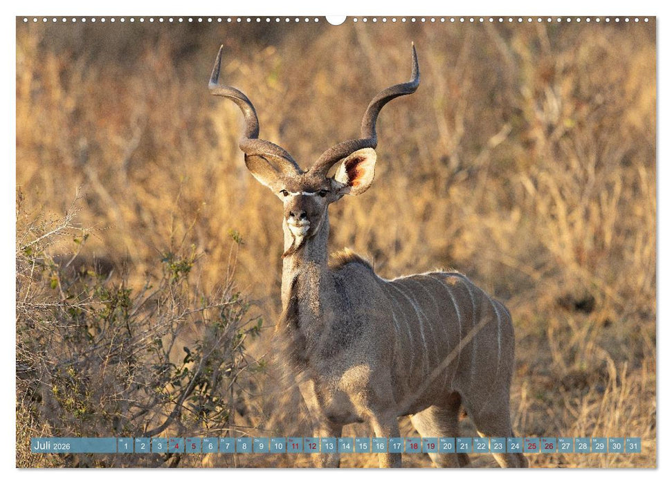 12 Schritte durch die Wildnis, Kruger Park Edition (CALVENDO Premium Wandkalender 2026)
