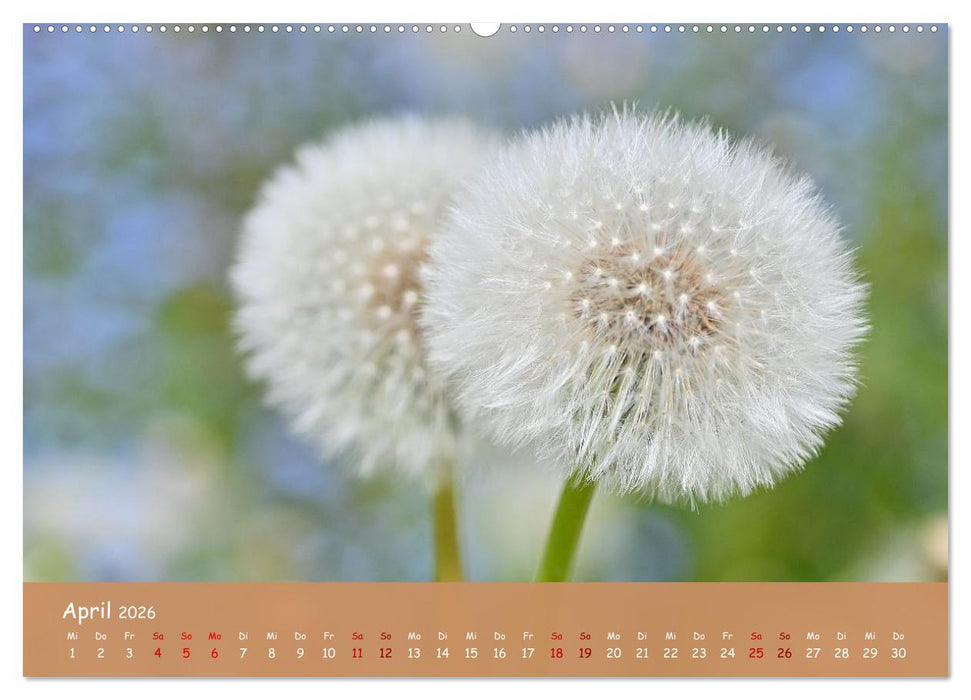 Der Zauber steckt immer im Detail (CALVENDO Premium Wandkalender 2026)