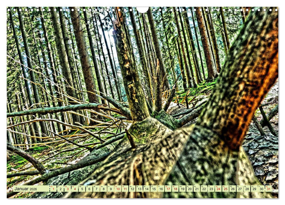 Verwunschene Waldträume: Ein Kalender voller Magie (CALVENDO Wandkalender 2026)