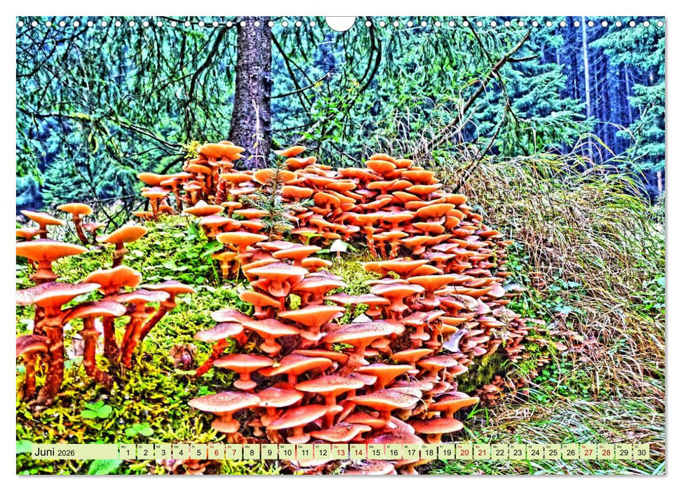 Verwunschene Waldträume: Ein Kalender voller Magie (CALVENDO Wandkalender 2026)