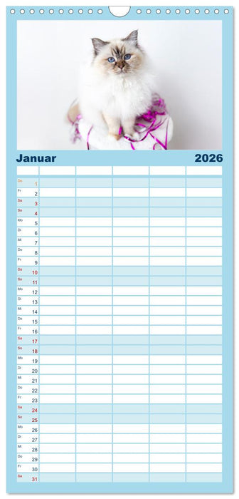 Heilige Birma Katzen Kalender (CALVENDO Familienplaner 2026)