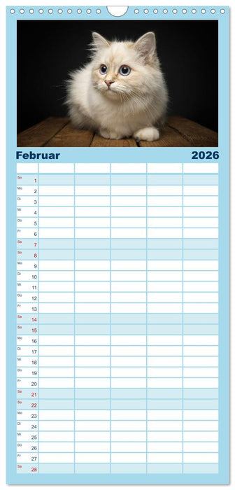 Heilige Birma Katzen Kalender (CALVENDO Familienplaner 2026)
