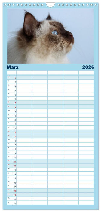 Heilige Birma Katzen Kalender (CALVENDO Familienplaner 2026)