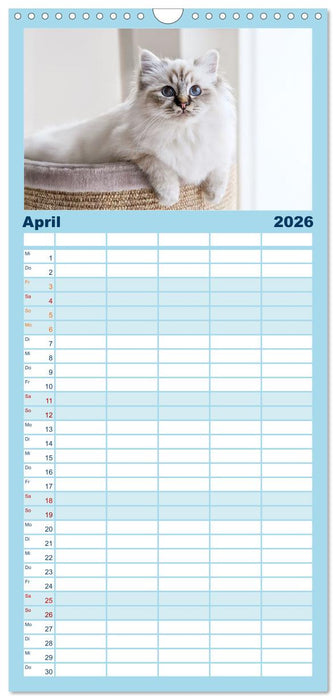 Heilige Birma Katzen Kalender (CALVENDO Familienplaner 2026)
