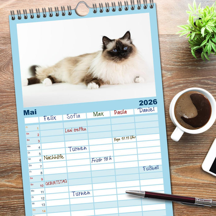 Heilige Birma Katzen Kalender (CALVENDO Familienplaner 2026)
