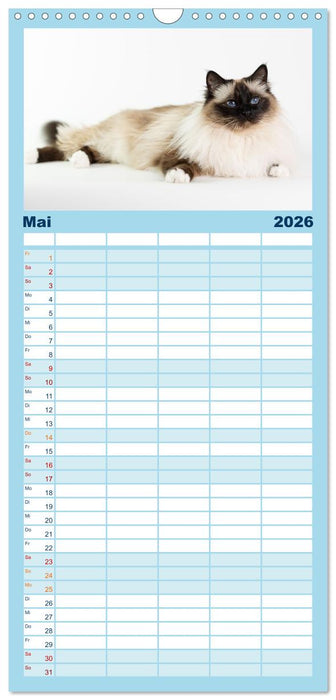 Heilige Birma Katzen Kalender (CALVENDO Familienplaner 2026)