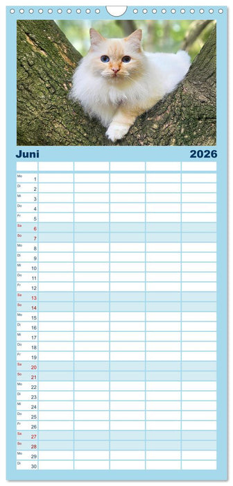 Heilige Birma Katzen Kalender (CALVENDO Familienplaner 2026)