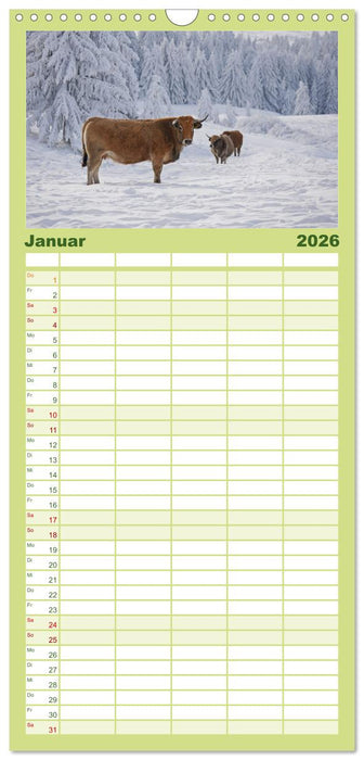 Weiderinder im Frankenwald (CALVENDO Familienplaner 2026)