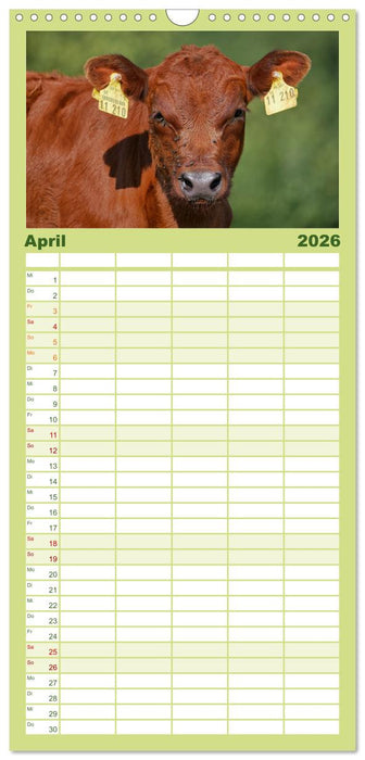 Weiderinder im Frankenwald (CALVENDO Familienplaner 2026)