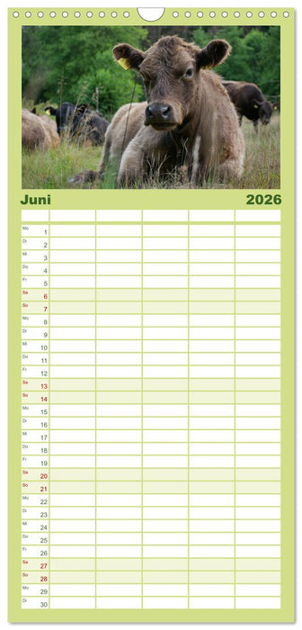 Weiderinder im Frankenwald (CALVENDO Familienplaner 2026)