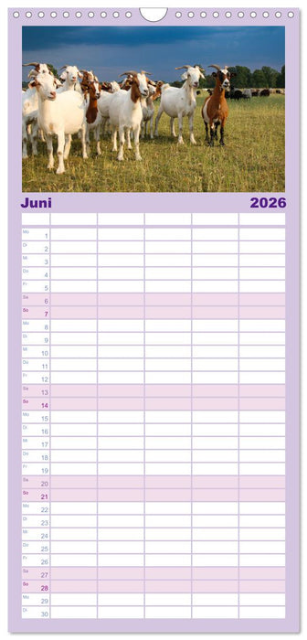 Wanderung durch die zauberhafte Lüneburger Heide (CALVENDO Familienplaner 2026)