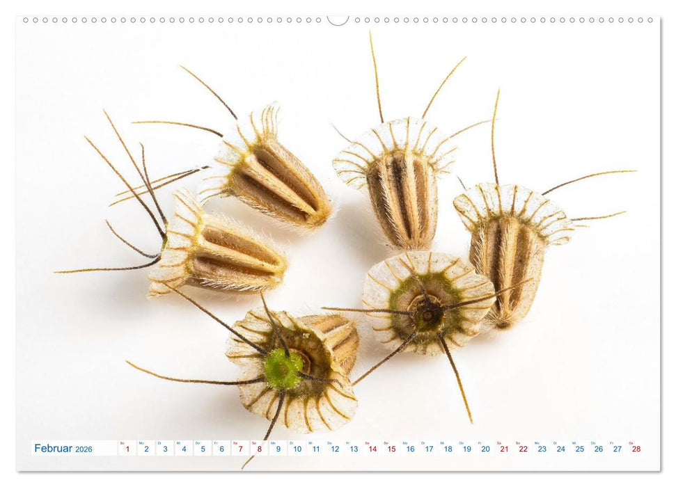 Wunderschöne Kleinigkeiten (CALVENDO Premium Wandkalender 2026)